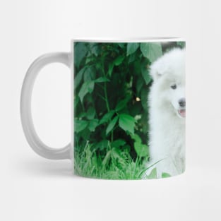 Samoyed puppies portrait Mug